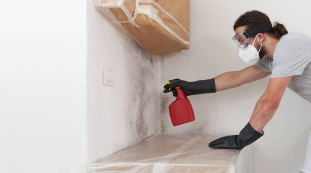 Basement Mold Remediation treatment on basement walls in Woodland
