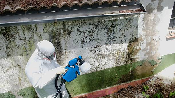 Mold Removal service in Woodland